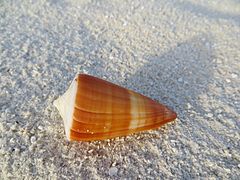 Un cône non identifié (Conus sp., peut-être conus vexillum), échoué sur la plage.