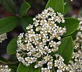 Cotoneaster lacteus