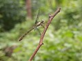 Cratilla lineata - from Chalavara, Palakkad