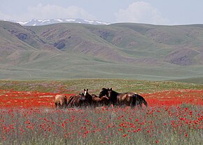 Horses in Kazakhstan.jpg