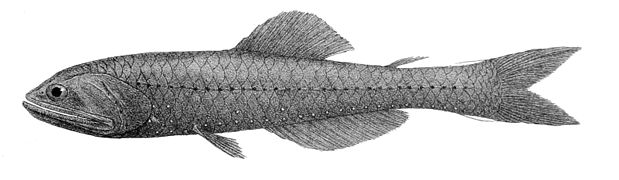 Nannobrachium nigrum