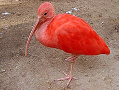 Scarlet ibis (Eudocimus ruber)