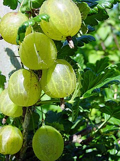 Groso (Ribes uva-crispa)