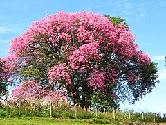 Vieil arbre en pleine floraison