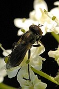 Cheilosia.mutabilis