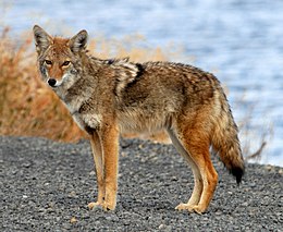 Kojotas (Canis latrans)