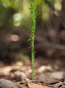 Tmesipteris truncata