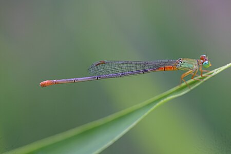 Ceriagrion cerinorubellum (പെൺതുമ്പി)