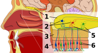 嗅球とその周辺。 1.嗅球 2.僧帽細胞 3.骨（篩骨の篩板） 4.鼻粘膜上皮 5.嗅糸球 6.嗅覚受容細胞