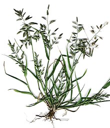 Eragrostis cilianensis