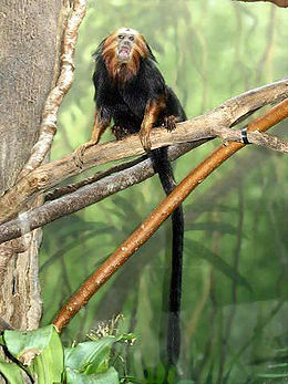 Auksagalvė liūtbeždžionė (Leontopithecus chrysomelas)