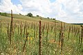 E. sp. - stand of plants in fruit, nature reserve, Luhansk Oblast Ukraine