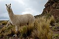 Um par de alpacas Huacaya