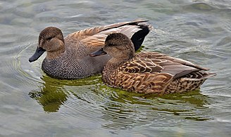 Male and female on the Lake Ontario