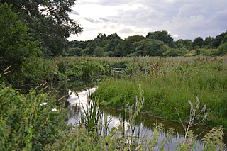 The River Chelmer in Chelmer Valley Riverside