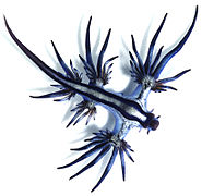 Glaucus atlanticus 1 cropped