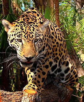 Onça-pintada no Zoológico de Belize.