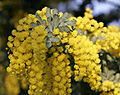 Acacia baileyana