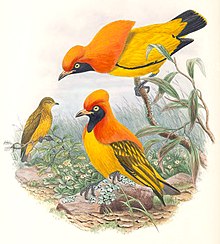 Flammegartnar, Sericulus aureus Illustrasjon John Gould, Public domain