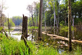 Serrahner Urwald (Mecklenburg-Vorpommern)