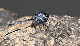 Trithemis donaldsoni AManson 009599-2.jpg