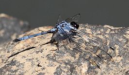 Trithemis donaldsoni