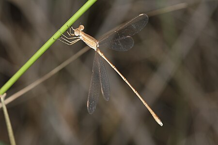 Lestes concinnus (ആൺതുമ്പി)