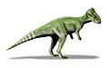 Graciliceratops