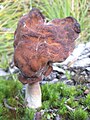 Gyromitra infula