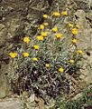 Helichrysum stoechas subsp. barrelieri fra Kefallinia i Hellas