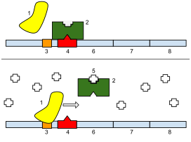 1: RNA polimerase; 2: Repressor; 3: Promotor; 4: Operador; 5: Lactose; 6: lacZ; 7: lacY; 8: lacA.