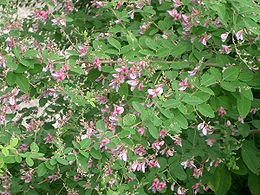 Dvispalvė dobilūnė (Lespedeza bicolor)