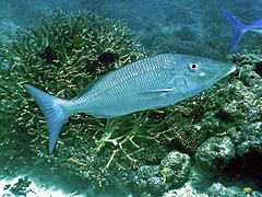 Un empereur à petites dents (Lethrinus microdon)