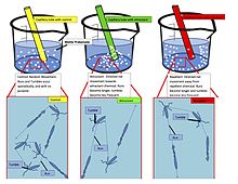 Chemotaxis1.jpg