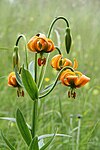 Krainerliljan (Lilium carniolicum) har fått sitt namn från det slovenska Krain (på latin Carniola) och är vanlig på bergsängar.