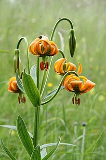 Lilium carniolicum1Sonja Kostevc.jpg