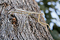 Mantis on Eucalyptus tree