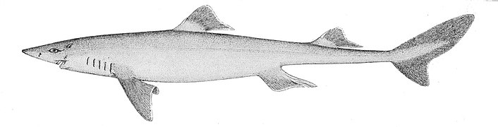 Aiguillat commun (Squalus acanthias)