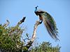 A peafowl enjoying the morning sun