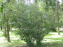 Japán kamélia (Camellia japonica)