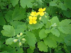 Lielā strutene (Chelidonium majus)