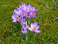 Crocus etruscus