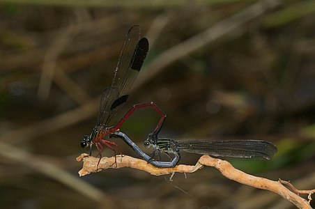 Euphaea fraseri (ഇണചേരുന്നു)