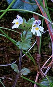 Euphrasia tatrae