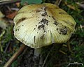 Inocybe sororia