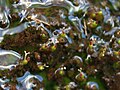 Hydrobryum sp.