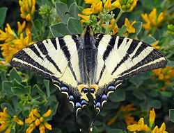 Iphiclides podalirius