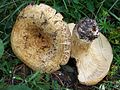 !!Lactarius scrobiculatus!!