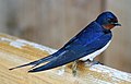 Schwalb Rauchschwalb (Hirundo rustica)