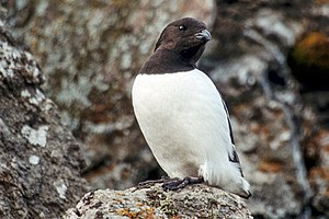 Letj Alk LC - least concern (ei trüüwet)